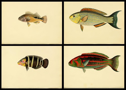 Fishes of Ceylon 1834