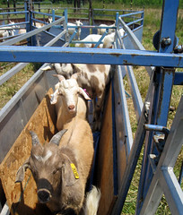 goats standing in foot bath