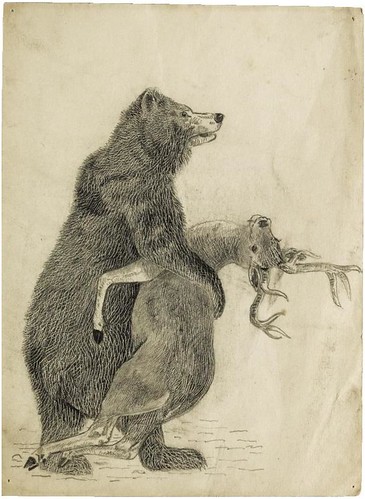 Bear clasping a deer (pencil and wax crayon)