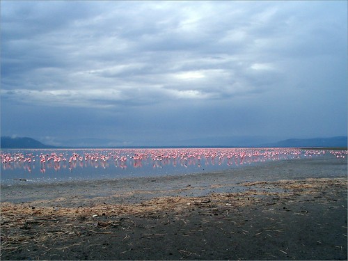 你拍攝的 10 Lake Nakuru - Flamingo。