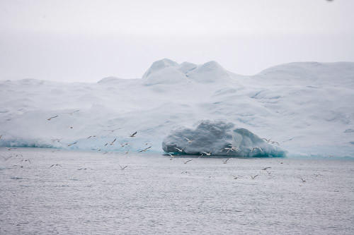 Icebergs near the mouth of Ilulissat Kangia