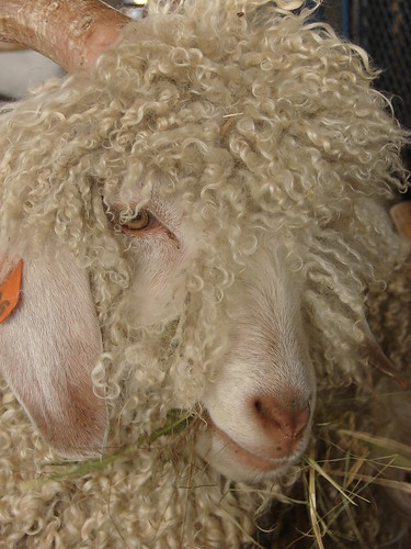 Rhinebeck sheep and wool