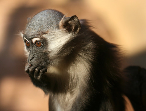  フリー画像| 動物写真| 哺乳類| 猿/サル| マンガベイ| 考える/悩む|      フリー素材| 