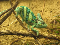 Funny looking chameleon