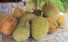 To Klnyc ....Durians
