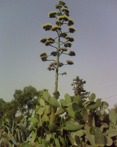 Agave & Cactus