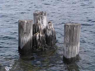 Pilings in Peachland
