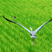 Egret vs Swallow