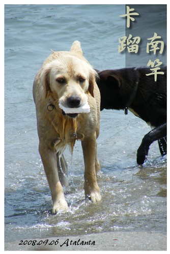 馬祖南竿津沙聚落玩水的狗狗