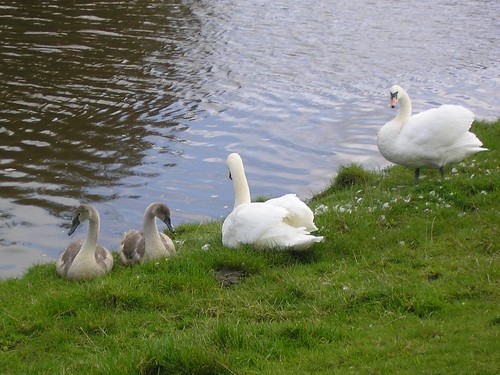 Weaver Swans