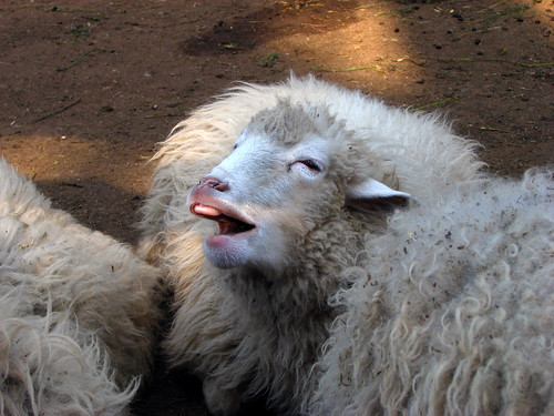 Cikta juh (sheep)