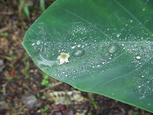 The leaf of taro - 16