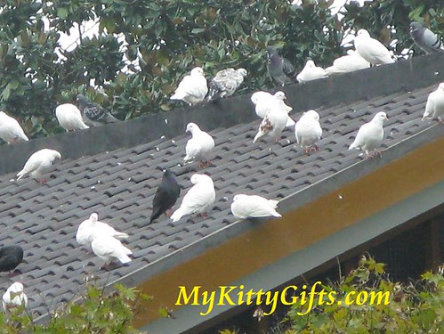 Hello Kitty's View of Pigeons on Roof in Peony Garden, HangZhou