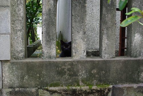 亀戸天神にいたぬこ　&quot;Cat that exists in Kameido Tenjin Shrine&quot;