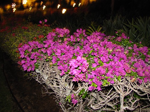 gorgeous purple flowers at night