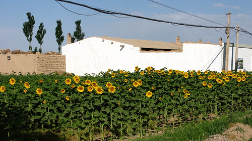 Sunflowers east of Rumen, Gansu Province, China