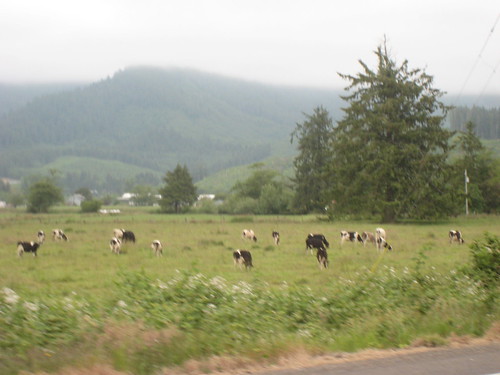 Tillamook Cows