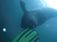 Seal and me