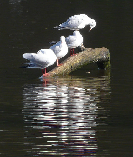 Reflections of gulls