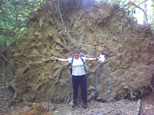giant rootstock
