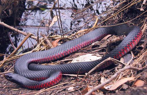 Red Belly Black Snake