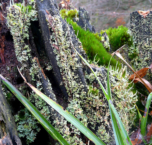 Moss and Lichen 15Nov08