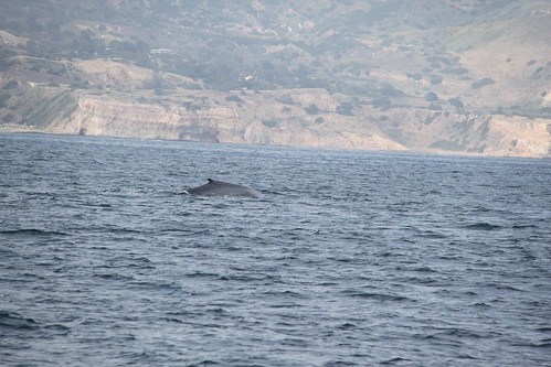 blue whale!