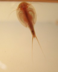 Triops, day 12