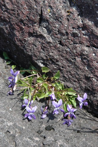 Sand violets