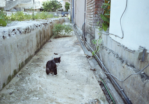 沖縄の猫