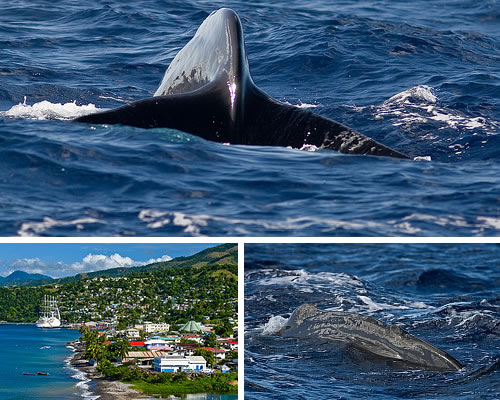 Island of Dominica, whales