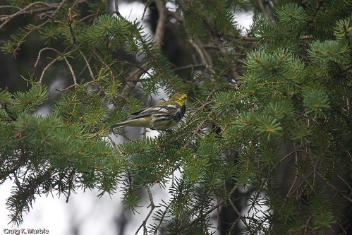 Black-throated Green Warbler (2 of 2)
