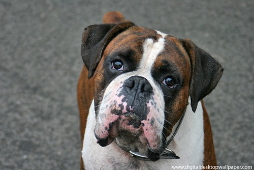 boxer dog wallpaper. Beautiful Boxer Dog Photograph