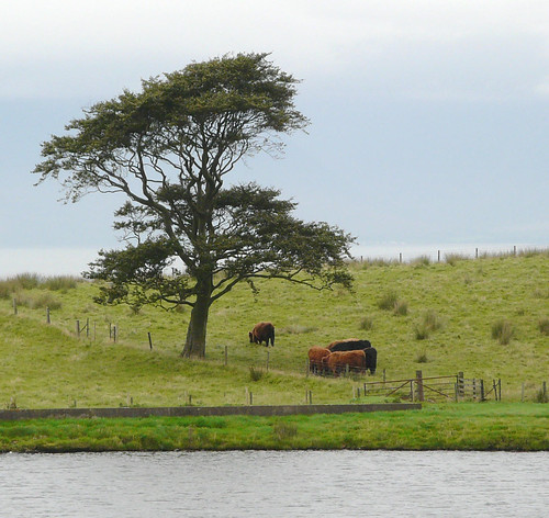 Tree at Crosbie Reservoir