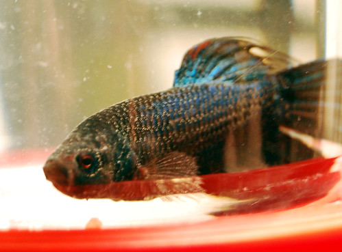 Sick Betta Fish - Nasa's Ich by the-square-root-of-3. When I was looking for a picture of a fish that looked like he does here, I couldn't find one I was.