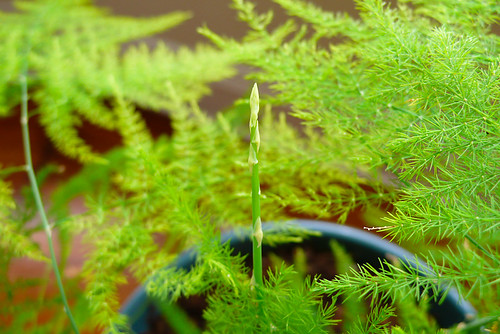 New Asparagus fern (Asparagus densiflorus) frond - photo courtesy flickr user yauda