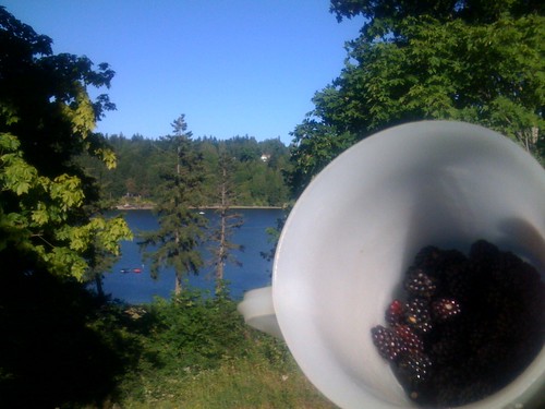 Bremerton Blackberries