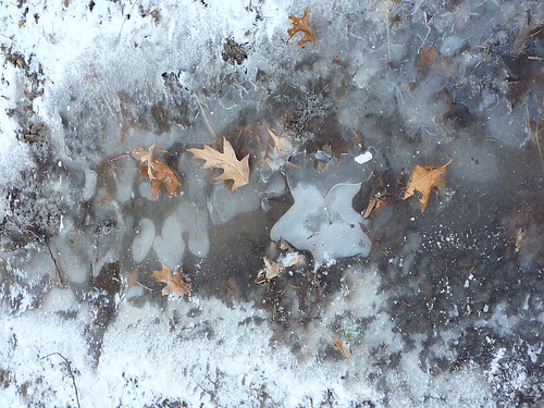 frozen puddle