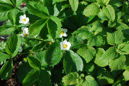 Strawberry in Flower with Lemon Balm