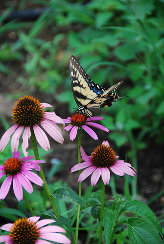 echinacea and butterfly