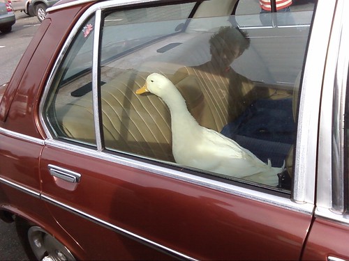 Back-seat goose