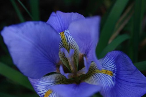 Iris unguicularis Growing Out of Doors in Dublin, March 2008