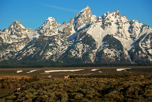Pronghorn and the Tetons