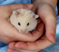 Susie the Hamster
