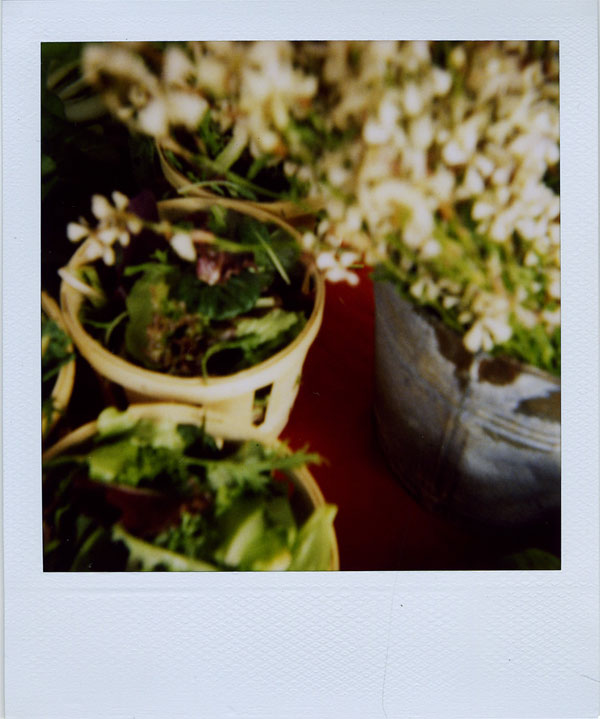 may30: salad & arugula flowers