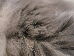 Harley’s Fur by rfduck, on Flickr