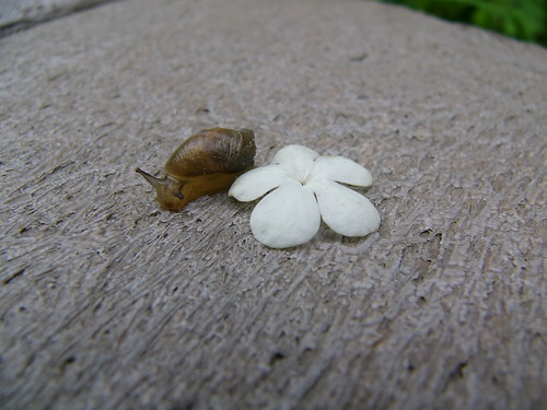 Snail and Flower