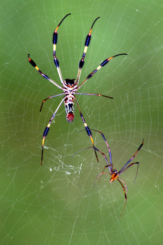 Courtship (nephila clavipes/golden silk spider)