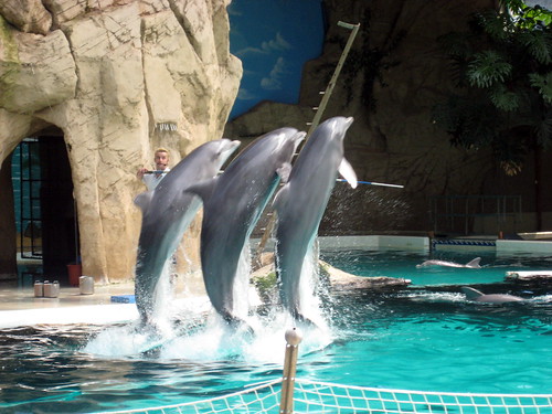 Delfine im Delfinarium Zoo Duisburg