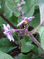 eggplant flower in bloom